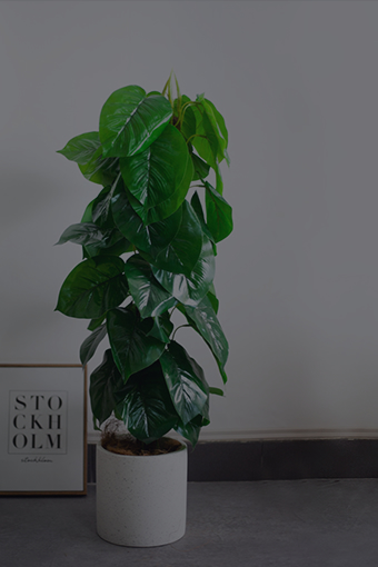 Chậu Trang Trí Trong Nhà